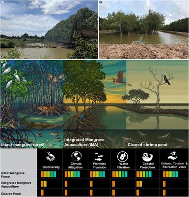 Integrated mangrove aquaculture: The sustainable choice for mangroves and aquaculture?